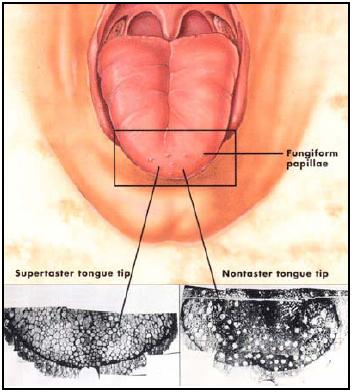 Fungiform_Papillae.jpg