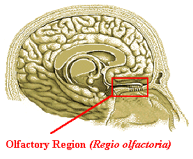 anosmia1.png