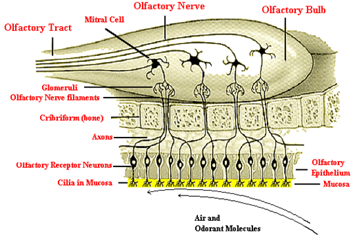 anosmia2.png